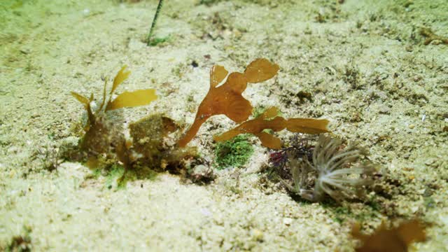 印度尼西亚库塔，阳光下，两条巧妙伪装的棕色鬼尖鱼在沙滩上的海藻丛中轻轻漂浮视频下载