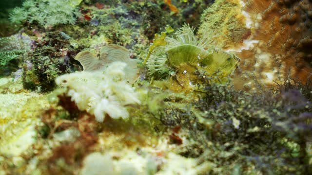 在印度尼西亚库塔的水下阳光下，美丽的海洋植物在水流中轻轻摇摆视频下载