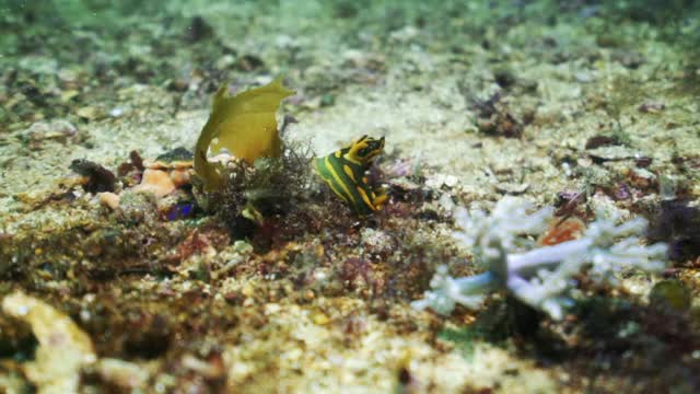 在印度尼西亚库塔的阳光下，一只绿色的黄海蛞蝓在海带叶和海葵旁吃草视频下载