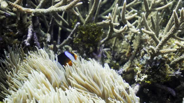 在印度尼西亚库塔阳光明媚的水域里，一条巨大的小丑鱼在珊瑚枝森林里挥舞着海葵游来游去视频下载