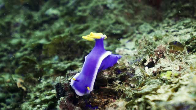 印度尼西亚库塔，在水下阳光下的珊瑚礁上，一只美丽的紫色和黄色海蛞蝓视频下载