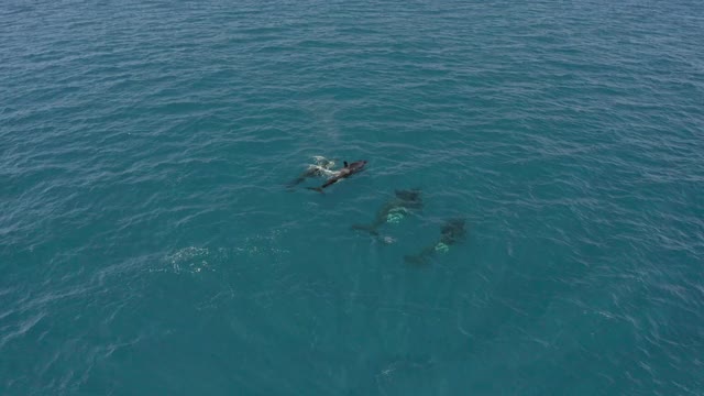 空中盘旋，向一群游动的虎鲸移动，冲破被清澈的蓝色涟漪海水包围的海洋表面——埃克斯茅斯，澳大利亚视频下载