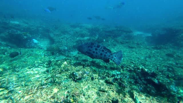 水下跟踪一个大斑点的黑色石斑鱼游动的珊瑚礁与蓝色的水和丰富的海洋生物-埃克斯茅斯，澳大利亚视频下载