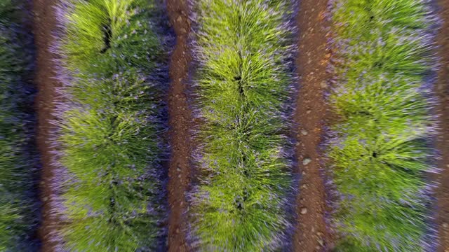 空中俯瞰绿色薰衣草田在阳光明媚的一天，无人机上升在乡村景观-瓦朗索勒普罗旺斯，法国视频下载