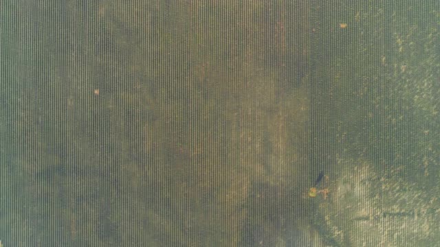 空中俯瞰绿色薰衣草田在阳光明媚的一天，无人机下降在乡村景观-瓦朗索勒普罗旺斯，法国视频素材