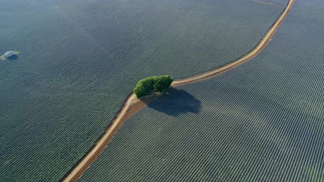 在阳光明媚的日子里，无人机在法国普罗旺斯瓦朗索乡村上空拍摄绿树视频下载