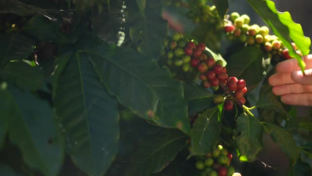 农妇用手检查一个红色的咖啡浆果视频下载