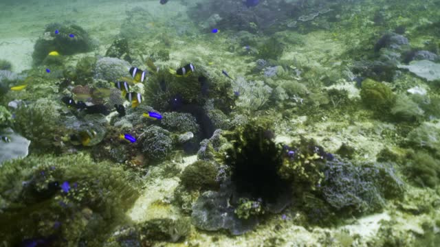 在印度尼西亚的库塔，一群色彩斑斓的小丑鱼和各种各样的小热带鱼在黄水里的大海葵和珊瑚周围游动视频下载