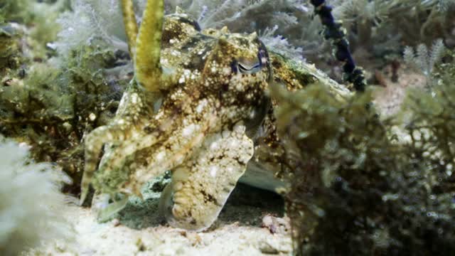 在印度尼西亚库塔，一只小墨鱼在清澈的海水中栖息在海底的沙质海床上视频下载