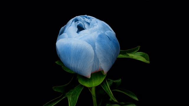 壮观美丽的蓝色牡丹盛开在黑色背景的时间流逝。盛开的牡丹花开了，时光流逝，特写视频素材