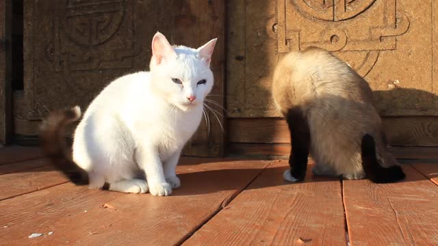 两只猫坐在木制门廊上的视频，暹罗猫和黑色尾巴梳理自己的白色小猫视频素材