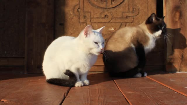 两只猫坐在木制门廊上的视频，暹罗猫和黑色尾巴梳理自己的白色小猫视频素材