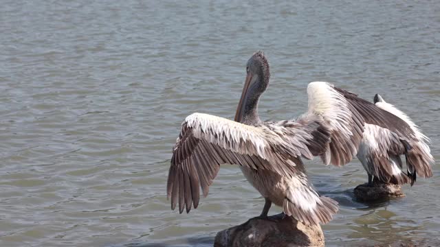 亚洲鹤在一个天然湖泊中寻找食物视频下载