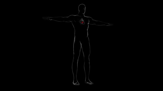 心脏解剖三瓣和二尖瓣的医学概念3D视频素材