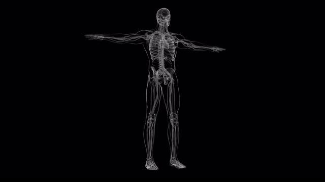 人体心脏与循环系统解剖医学概念3D视频素材