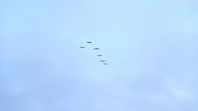 低角度慢动作拍摄的鸟对着蓝天飞翔-旧金山，加利福尼亚视频素材