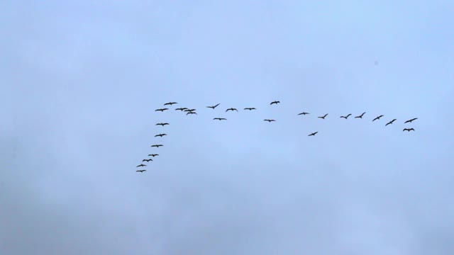 低角度慢动作拍摄的鸟一起飞翔的蓝天-旧金山，加利福尼亚视频下载