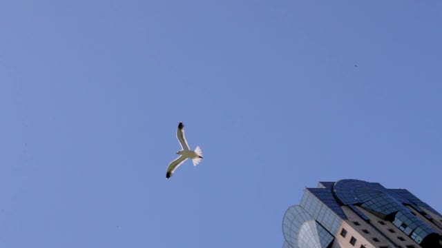 慢镜头摇摄海鸥在晴朗的蓝天下飞行-旧金山，加利福尼亚视频素材