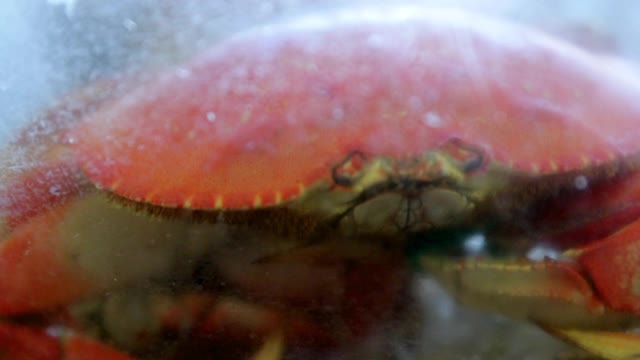 特写慢动作的螃蟹在玻璃容器在餐厅-旧金山，加利福尼亚视频下载