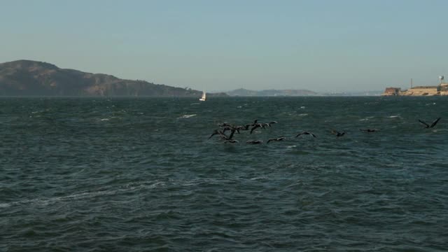 慢镜头平移拍摄的鸟在海上对着天空在日落-旧金山，加利福尼亚视频素材