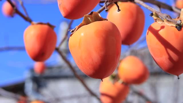 成熟的柿子果实挂在枝头。视频下载