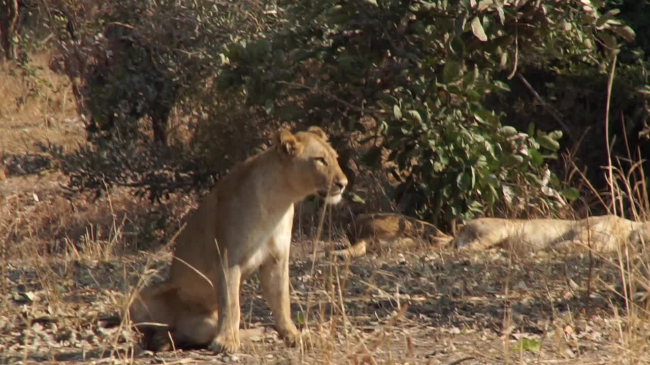 非洲-狮子休息和狮子移动视频素材