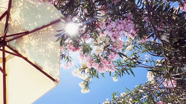 黄色沙滩阳伞与盛开的花树视频下载