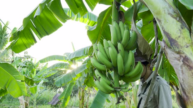 亚洲男子农民工作和检查香蕉在花园里视频下载
