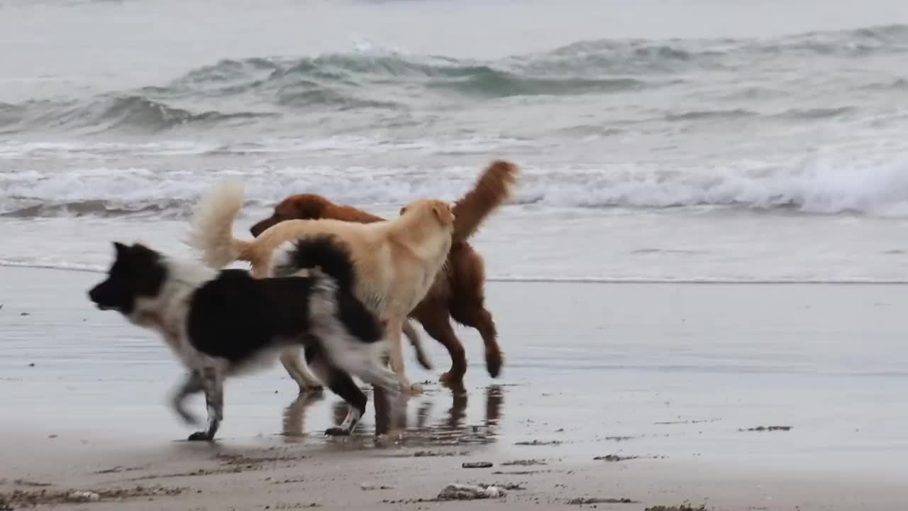 在海滩上奔跑的狗视频素材