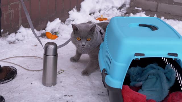 冬天，孩子在房子附近牵着一只英国猫散步视频下载
