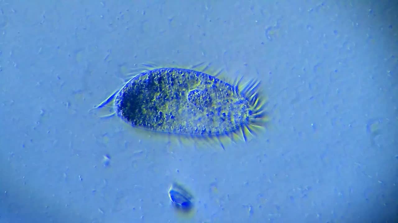 微型生物纤毛虫视频下载