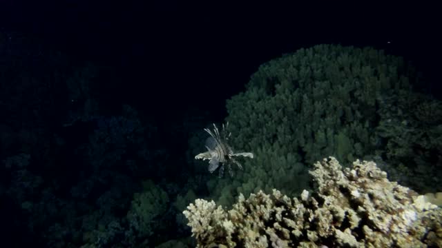 慢镜头，狮子鱼在夜间的珊瑚礁上游动。海洋中的水下生物。红狮子鱼-在夜间潜水的翼狮视频素材