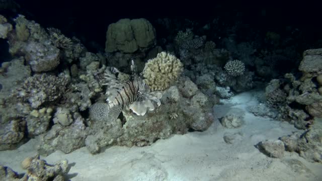 慢镜头，狮子鱼在夜间的珊瑚礁上寻找猎物。海洋中的水下生物。红狮子鱼-在夜间潜水的翼狮视频素材