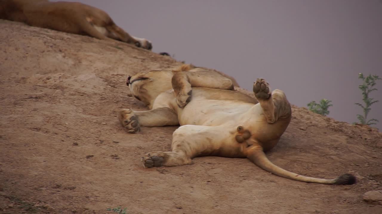 非洲-狮子休息视频下载