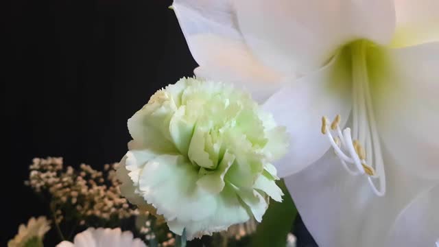 近距离拍摄白色康乃馨和孤挺花，从左到右拍摄视频素材