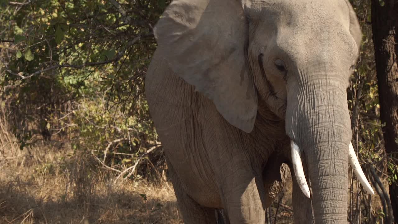 非洲的大象视频下载