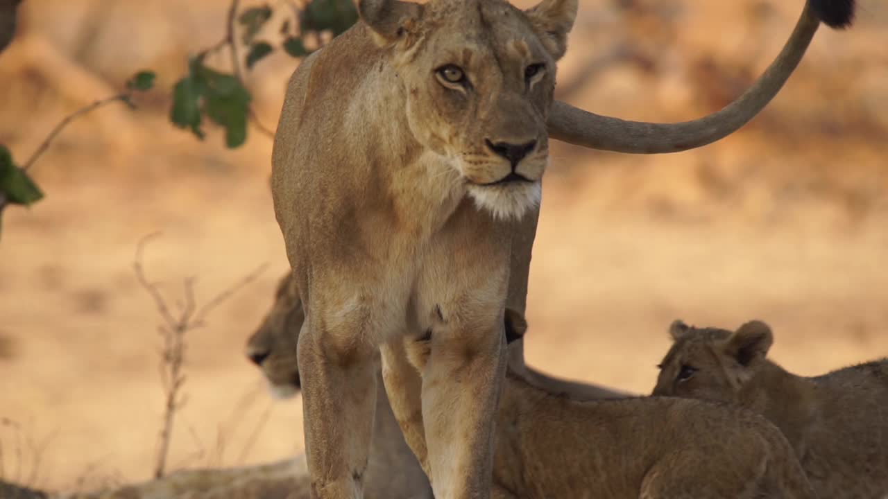 非洲-狮子和狮子幼崽移动视频素材