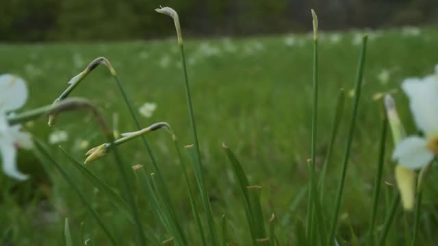 春天的野生水仙(水仙花)草地视频素材