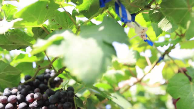 新鲜的葡萄在农场的树枝上。视频素材