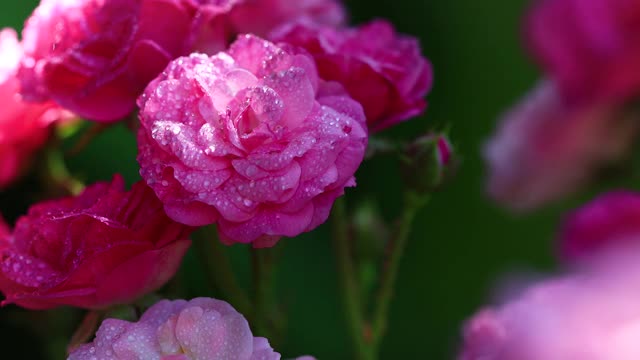 粉红色的玫瑰花瓣随水滴雨滴摇摆视频素材
