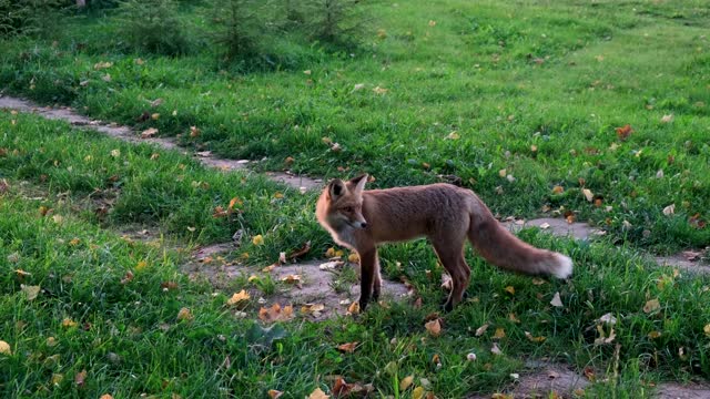 野红狐在田野里。视频下载