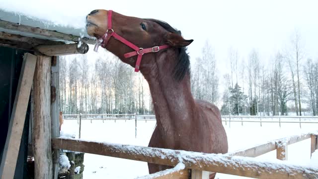 农场里有一匹漂亮的马。视频素材