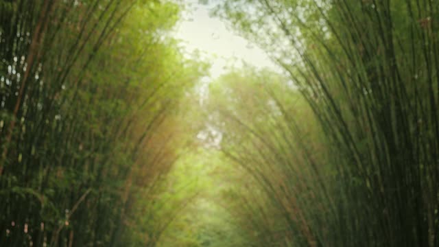 在热带森林的伐地，自然的阳光使绿色的竹枝模糊。视频下载