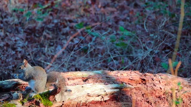 灰松鼠以倒下的腐烂的树为食视频素材