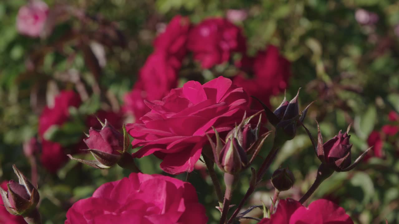 玫瑰/圣巴巴拉，加利福尼亚州，美国视频素材