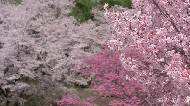 粉红色的樱花随风摇曳视频下载