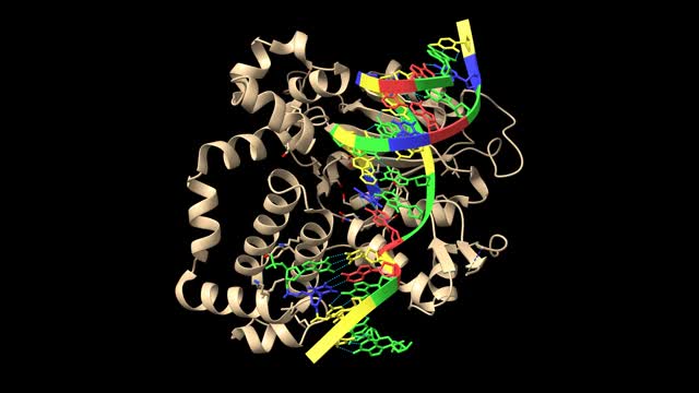 人类DNA聚合酶β 8-oxoG:dC延伸与dTTP后20、60和90 s，视频素材