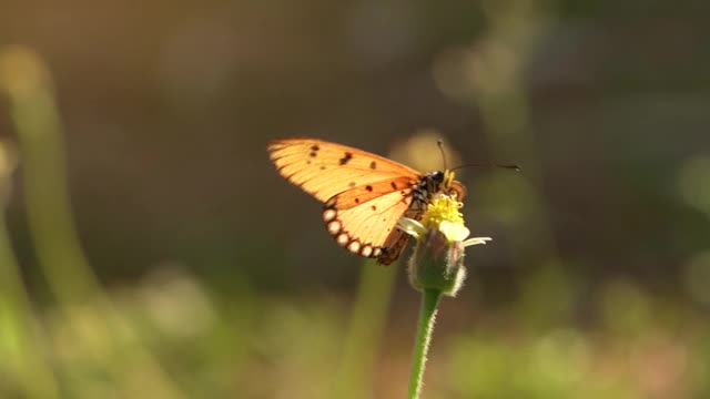 近距离拍摄橙色蝴蝶捕食可爱的黄色花朵在夏季模糊的花园背景。视频下载