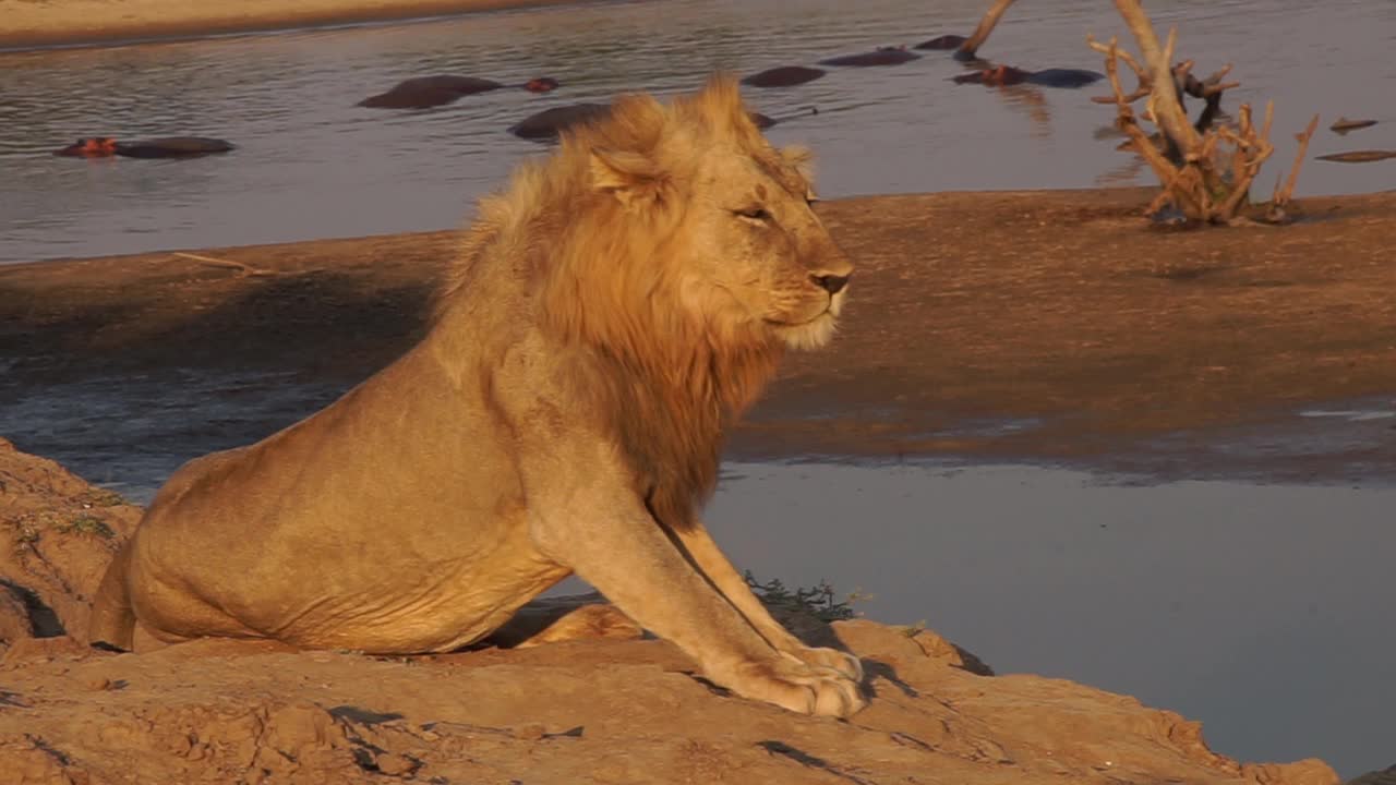 非洲狮子小便和河马在水里视频下载