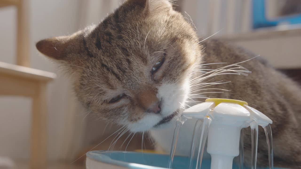 从宠物饮水器里喝水的猫。视频下载